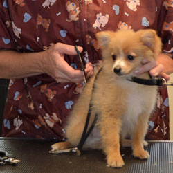 Sandy grooming Cricket with a pair of scissors