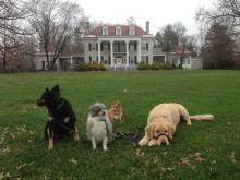 Cassie, Daisy, Cooper, and Cricket resting on a walk