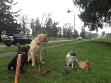 Cassie, Cooper, Daisy, and Cricket on a walk