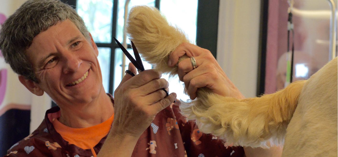 Sandy grooming tail of Golden Retriever